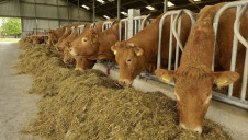 The global livestock industry accounts for 15% of the world's carbon emissions, and uses 83% of all existing agricultural land